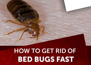 Bed Bugs | What They are and How To Control Them letsaskme