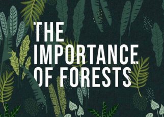 10 Reasons Why Forests are Important