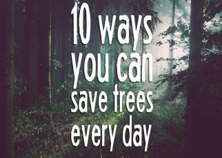 How To Save Trees 6 Beautiful Ways To Preserve Trees