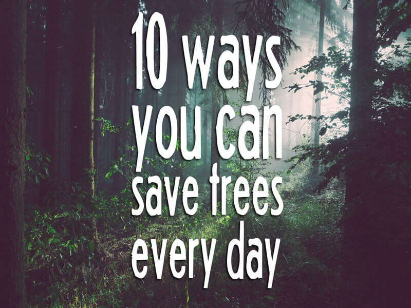 How To Save Trees 6 Beautiful Ways To Preserve Trees
