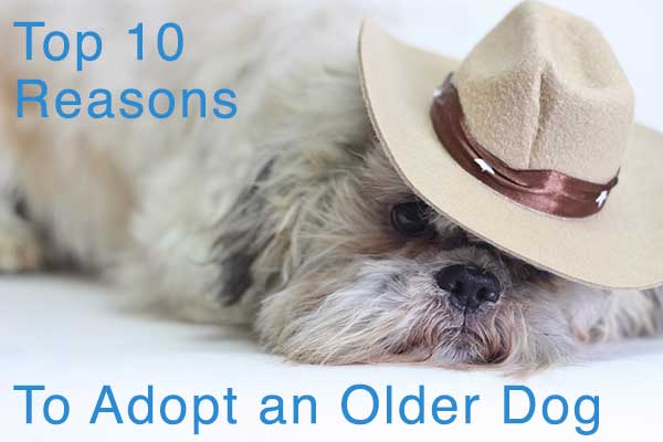 TOP 10 REASONS TO ADOPT A DOG
