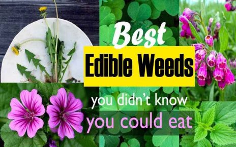Top 10 Edible Flower That You Can Eat