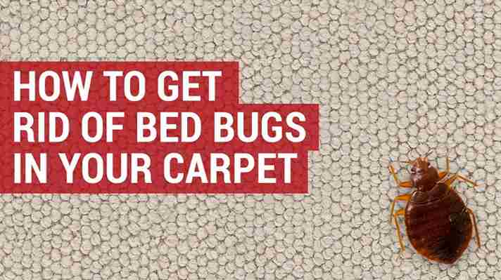 Useful tips to get rid of bed bugs in carpets